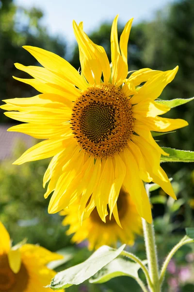 Foto Vertical Girassol Amarelo Brilhante Florescente Jardim Sol — Fotografia de Stock