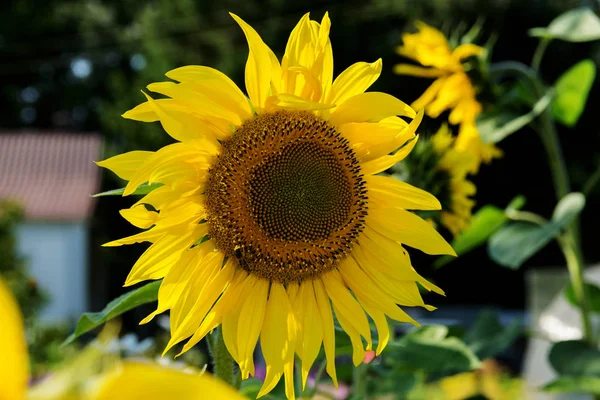 Uma Foto Horizontal Girassol Amarelo Brilhante Florescendo Jardim Sol Uma — Fotografia de Stock
