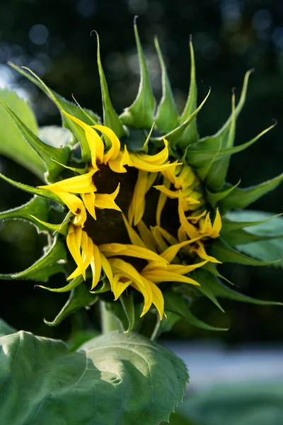 半分開く芽を持つ庭で黄色のヒマワリの垂直写真 — ストック写真
