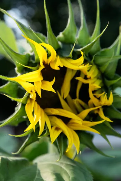 Foto Vertical Girassol Amarelo Jardim Com Botão Meio Aberto — Fotografia de Stock