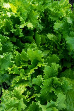 Bahçe yatağında yetişen bir sürü yeşillik, yeşil marul.