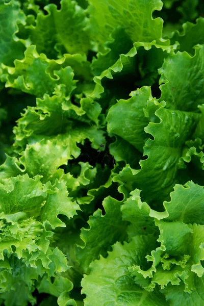 A lot of green and carved lettuce leaves for the whole frame, growing in the garden