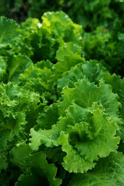 Groot Frame Van Groene Bladeren Geteeld Een Tuin Van Eco — Stockfoto