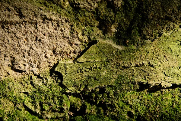 Текстура Піщаної Стіни Зеленими Тріщинами Моху — стокове фото