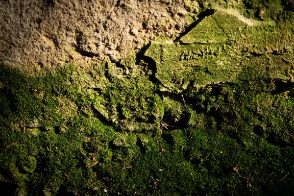 Parede Areia Textura Coberta Com Musgo Meio Verde — Fotografia de Stock