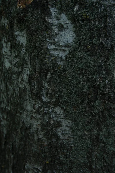 Heterogeneous Bark Birch Tree Texture — Stock Photo, Image
