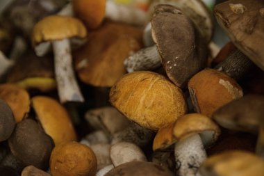 portakal, kahverengi kapaklar ve farklı boyutlarda beyaz bacaklar ile hasat orman yenilebilir mantar demet masada yalan