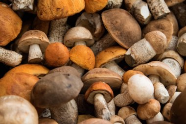 portakal, kahverengi kapaklar ve farklı boyutlarda beyaz bacaklar ile hasat orman yenilebilir mantar demet masada yalan