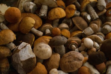 portakal, kahverengi kapaklar ve farklı boyutlarda beyaz bacaklar ile hasat orman yenilebilir mantar demet masada yalan