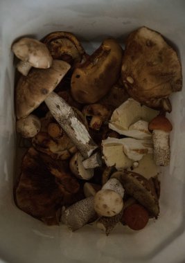 portakal, kahverengi kapaklar ve beyaz bacaklar ile hasat orman yenilebilir mantar yığını bir kova yalan