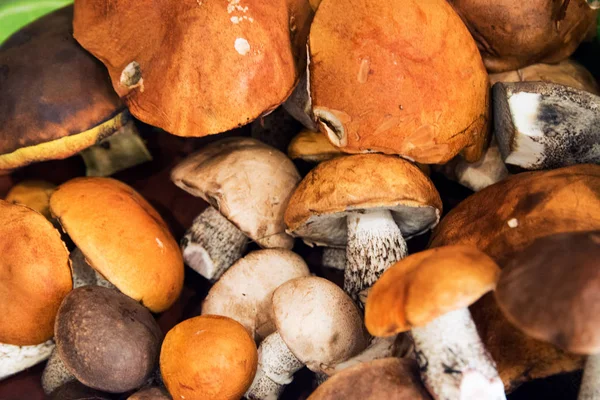 bunch of harvested forest edible mushrooms with orange, brown caps and white legs of different sizes lie on the table