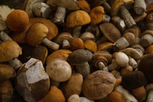Skupina Sklízených Lesních Jedlých Hub Oranžovými Hnědými Čapky Bílými Nohami — Stock fotografie