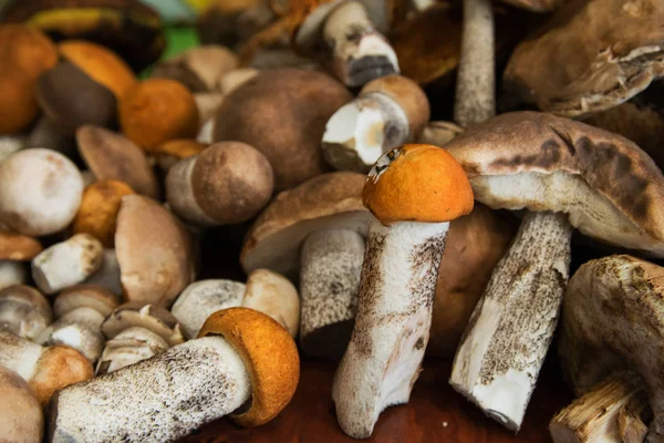 heap of harvested edible forest mushrooms with orange, brown caps and white legs are lying on the table