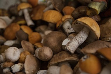 portakal, kahverengi kapaklar ve beyaz bacaklar ile hasat orman yenilebilir mantar yığını bir kova yalan