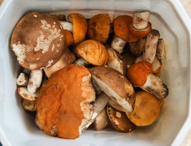 portakal, kahverengi kapaklar ve beyaz bacaklar ile hasat orman yenilebilir mantar yığını bir kova yalan