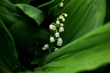 Çiçekli zambaklar vadide Yağmurda makroda