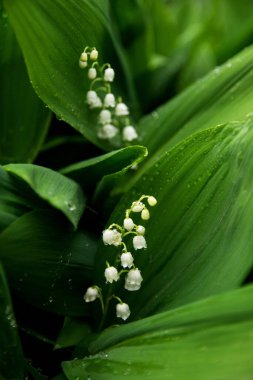 Çiçekli zambaklar vadide Yağmurda makroda
