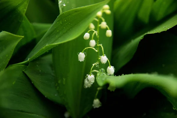 Blommande Liljor Dalen Regnet Makro — Stockfoto