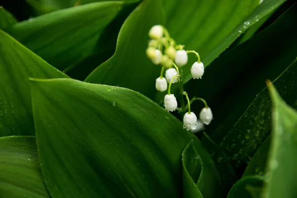 Gigli Fioriti Della Valle Sotto Pioggia Macro — Foto Stock