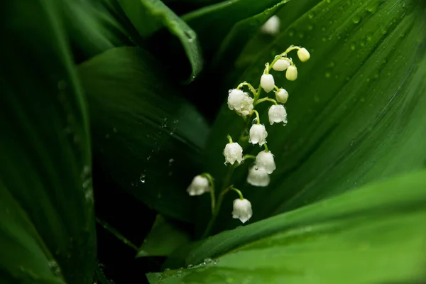 Lirios Florecientes Del Valle Bajo Lluvia Macro — Foto de Stock