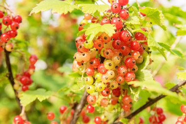Olgunlaşmamış çalılar ve evde yetişen üzümler bahçede yetişir.