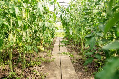 Her iki tarafında yeşil domates yetişen koca bir sera.