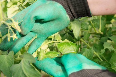 Yeşil eldivenli bir bahçıvanın elleri büyüyen domateslerle ilgilenir.