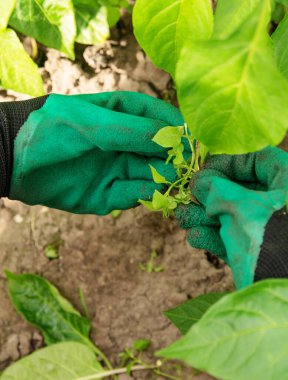 Yeşil eldivenli bir bahçıvanın elleri bahçeye bakar ve yabani otları kusar.