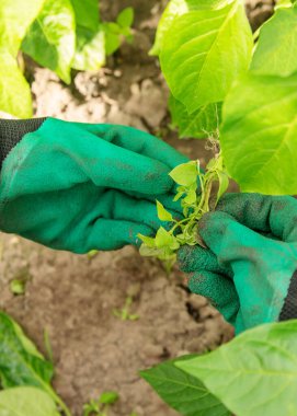 Yeşil eldivenli bir bahçıvanın elleri bahçeye bakar ve yabani otları kusar.