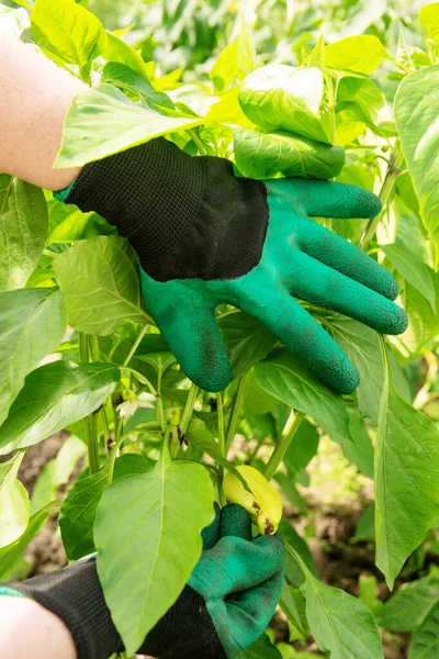 Hands of a gardener in green gloves look after growing peppers