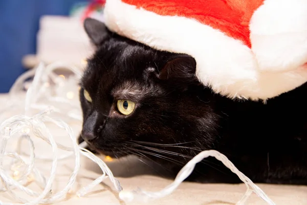 A santa claus hat is put on a black cat — Stock Image Santa Claus Hat Put Black Cat Stock Photo