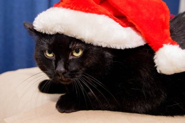 Huysuz ve kızgın yüzlü siyah evcil bir kedi Noel Baba şapkasının içinde oturuyor.