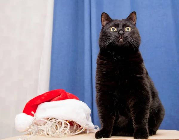 Black domestic cat sits with New Year's attributes, hat and garlands — Stock Image Black Domestic Cat Sits New Year Attributes Hat Garlands Stock Picture