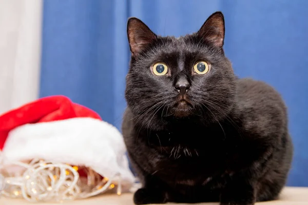 Black domestic cat sits with New Year's attributes, hat and garlands — Stock Image Black Domestic Cat Sits New Year Attributes Hat Garlands Royalty Free Stock Photos
