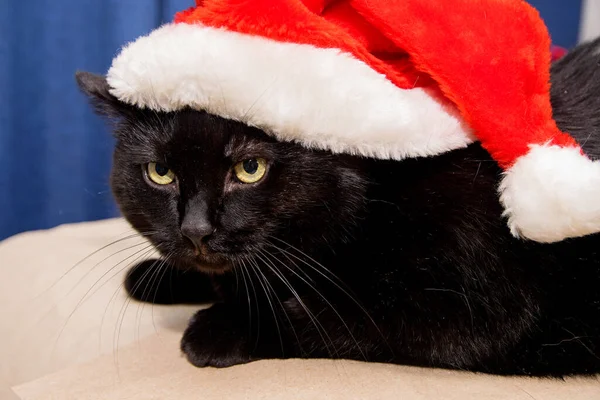 A black domestic cat with a displeased and angry face sits in a santa claus hat — Stock Image Black Domestic Cat Displeased Angry Face Sits Santa Claus Hat Royalty Free Stock Photos