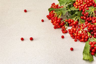 Dallarında yeşil yapraklar olan taze kırmızı viburnum meyveleri.