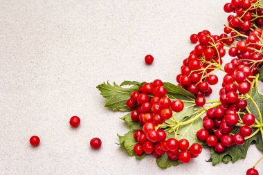 Dallarında yeşil yapraklar olan taze kırmızı viburnum meyveleri.