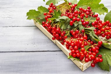 Dallarında yeşil yapraklar olan taze kırmızı viburnum meyveleri.