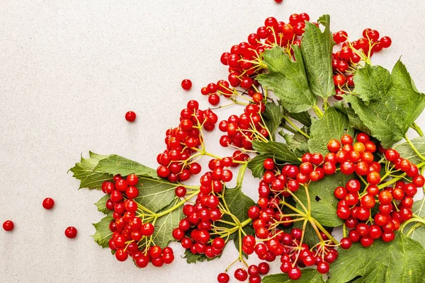 Bayas viburnum rojas frescas con hojas verdes en las ramas —  Fotos de Stock