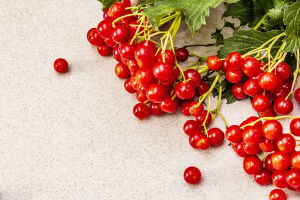 Bayas viburnum rojas frescas con hojas verdes en las ramas —  Fotos de Stock