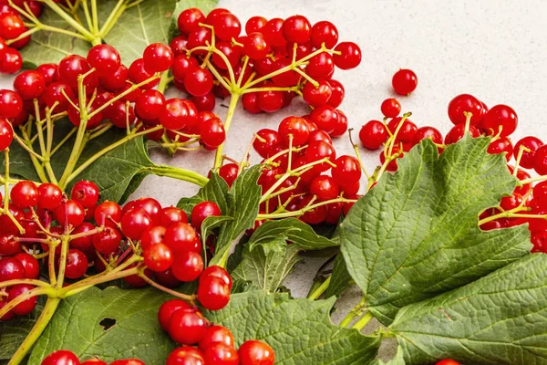 Bayas viburnum rojas frescas con hojas verdes en las ramas —  Fotos de Stock