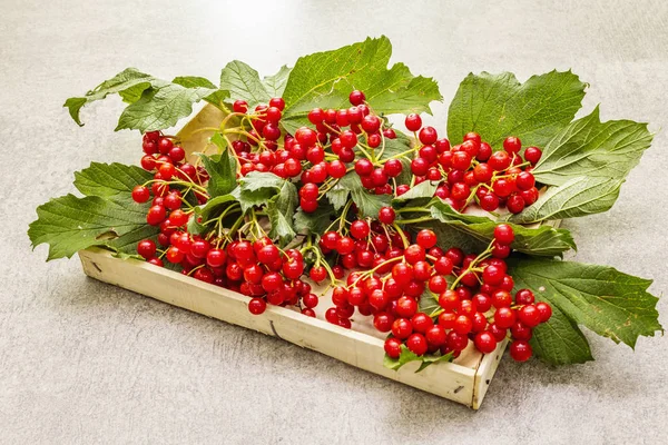 Bayas viburnum rojas frescas con hojas verdes en las ramas —  Fotos de Stock