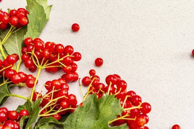 Dallarında yeşil yapraklar olan taze kırmızı viburnum meyveleri.