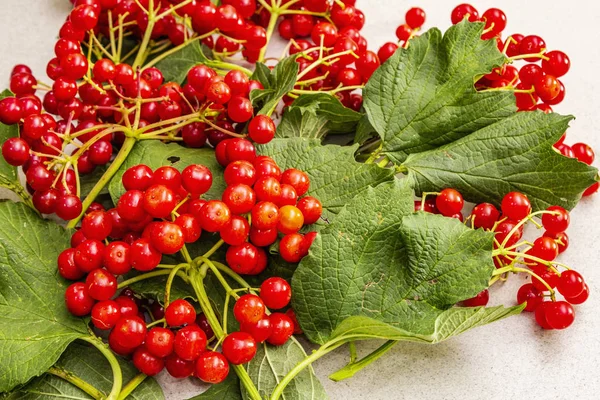 Bayas viburnum rojas frescas con hojas verdes en las ramas —  Fotos de Stock