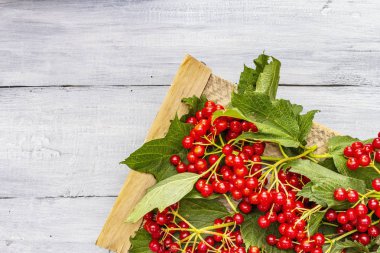 Dallarında yeşil yapraklar olan taze kırmızı viburnum meyveleri.