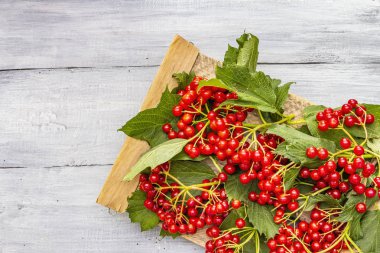 Dallarında yeşil yapraklar olan taze kırmızı viburnum meyveleri.