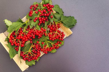 Dallarında yeşil yapraklar olan taze kırmızı viburnum meyveleri.