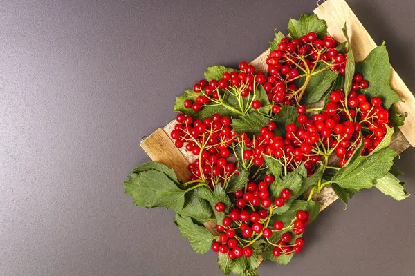 Bayas viburnum rojas frescas con hojas verdes en las ramas —  Fotos de Stock