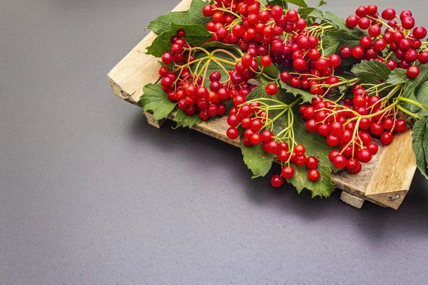 Bayas viburnum rojas frescas con hojas verdes en las ramas —  Fotos de Stock