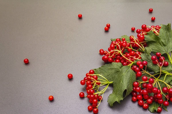 Bayas viburnum rojas frescas con hojas verdes en las ramas —  Fotos de Stock